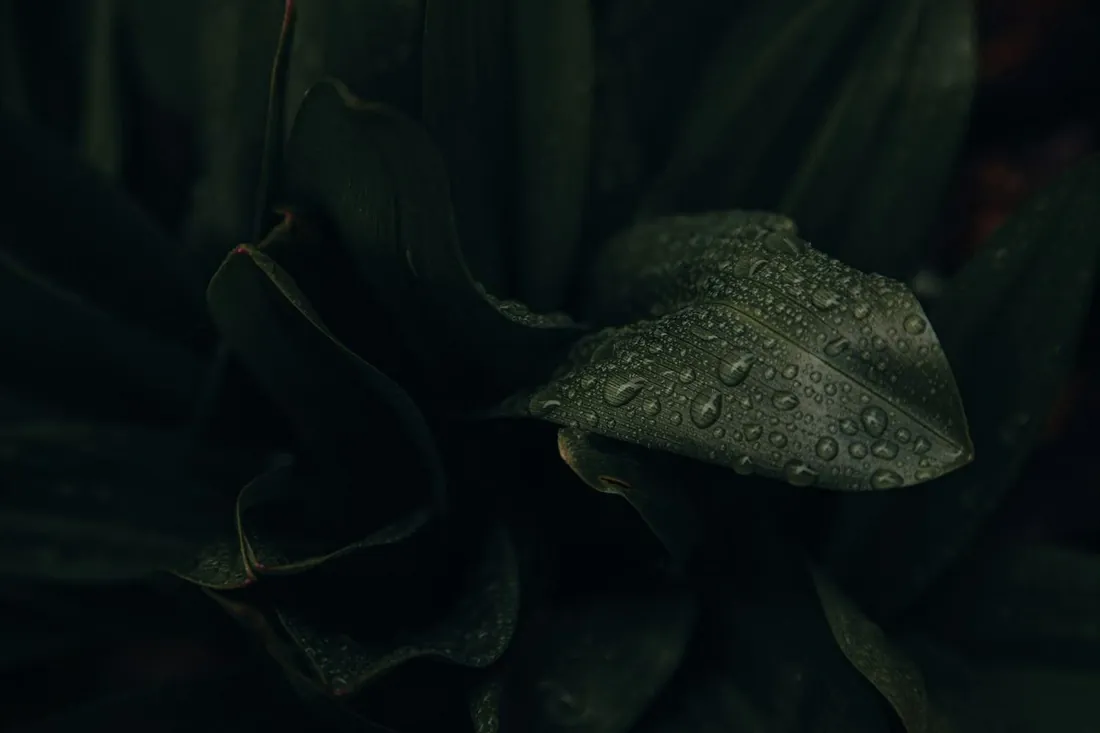 Dew on dark green leaves, lit from one side.