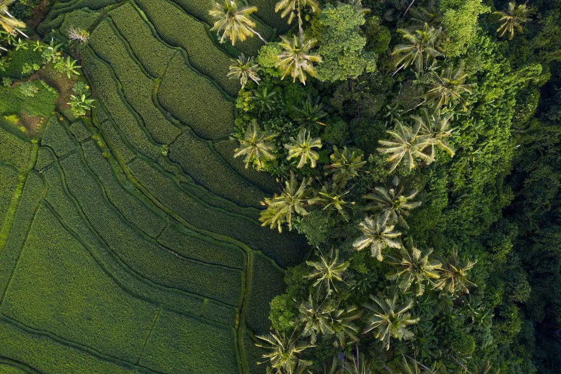 Aerial view of terraced green fields and palm trees.