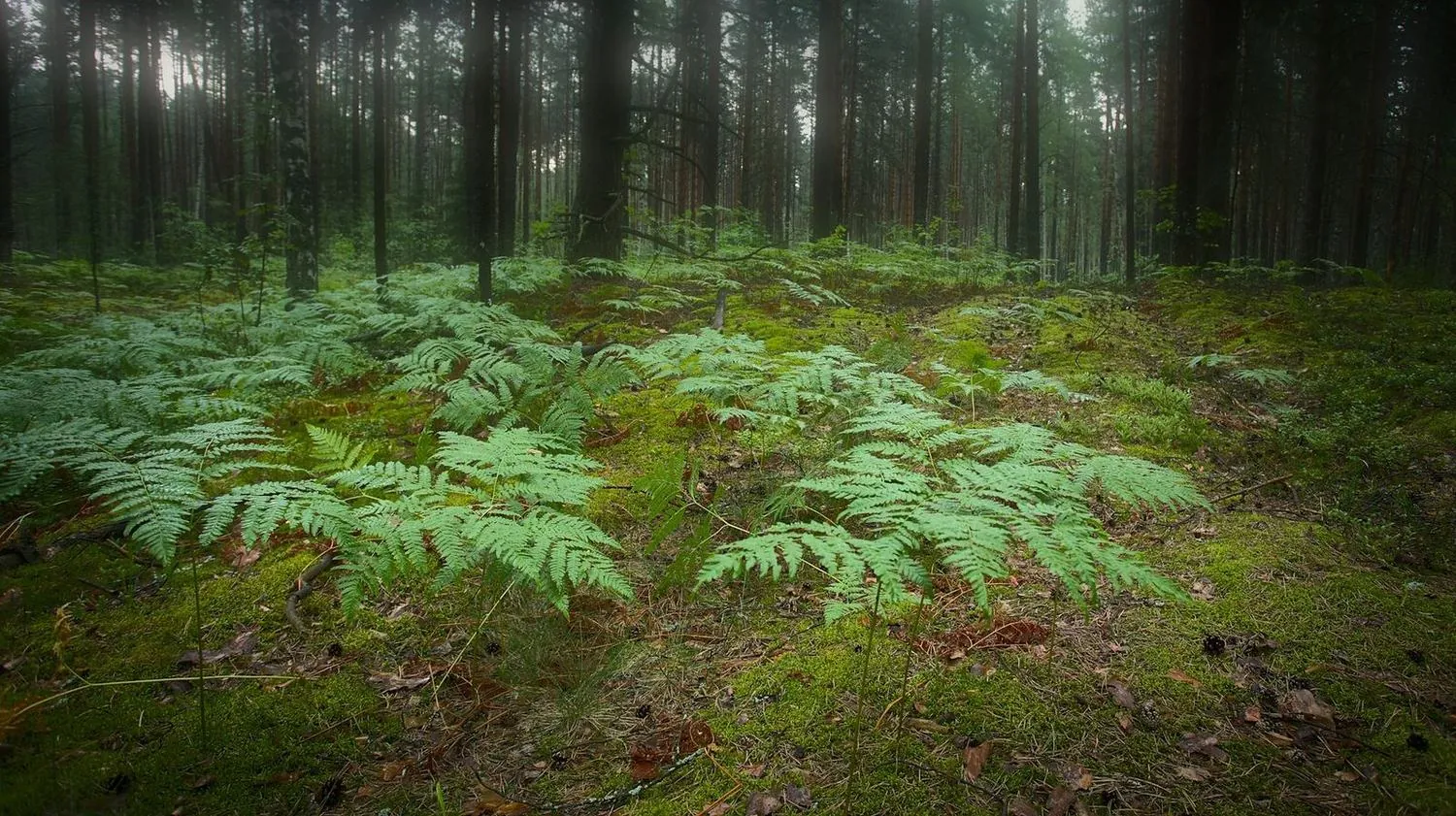 Ferns and moss on a pine forest floor, backlit through the trunks.